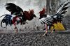 cockfighting-colombia-01-1.jpg