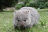 wombat-02.jpg
