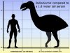 bullockornis-size.jpg
