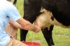 farmer-milking-cow-400x264.jpg