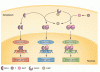 gene-expression-by-AR‑FL.gif