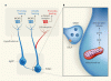 Cannabinoid-regulation-of-feeding-circuits.gif