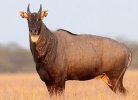 Nilgai-Antelope-in-Texas.jpg