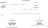 how-works-ace-inhibitors-arbs.jpg