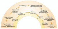 cardiovascular-renal-continuum.jpg