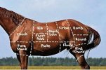 why-eating-horses-is-totally-fine-1-18398-1360792882-1_big.jpg