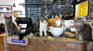 catcafe.jpeg