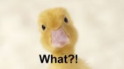 duckling-what.jpg