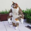 cat.jpg