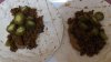 Taco1.JPG Taco1.JPG