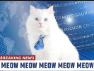 mews.png