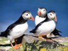 The-Atlantic-puffin-at-home-on-the-Farnes-for-breeding-season.-Credit-Paul-Kingston-NNP-89ad25...jpg