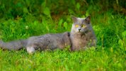 chartreux-cat-in-grass_Piqsels.jpg