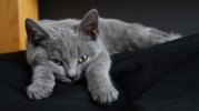 Chartreux-cat-1024x575.jpg