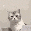 cat-kitty (1).gif