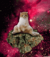 space-cat.gif