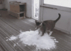 cat.gif