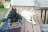 march-8-2007-mozy-and-kira-041.gif