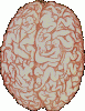 The+male+brain_538013_3732748.gif