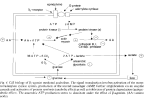 Clen-B2-cAMP-anabolism-diagram.MesoRX-ProM.png