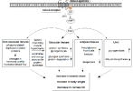 Clen-B2-mechanism-diagram.MesoRX-ProM.png