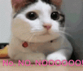 kitty-no.gif