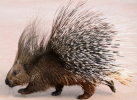 20gporcupine.png