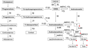 Pathway-of-steroid-biosynthesis-and-the-conversion-of-T-to-DHT-by-5-AR-C21-precursors.png