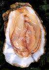 oyster.png