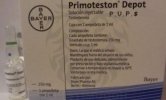 primotestonbox.jpg