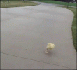 duck-running.gif