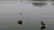 ducks-fly.gif