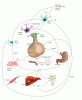 hypothalamo-growth-hormone-axis.gif