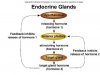 endocrinesystem-1-49-728.jpg