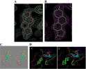 17B-HSD1-DHT-3D-complex-Figure.MesoRx.png