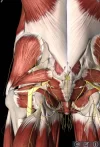 sciatic-nerve.webp