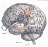 hippocampus1.gif