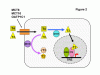 THYROID-FIG2.gif