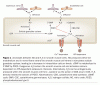 H2S_FIG-1.gif