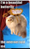 im-a-beautiful-butterfly-the-internet-told-me.webp