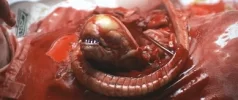 Alien-The_Chestburster.webp