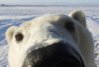 polar-bear-upclose.jpg