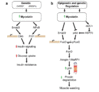 Summary-of-Myostatin-Function-During-Muscle-Wasting.gif