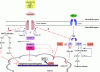 13539_2011_35_Fig2_HTML.gif