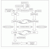 Physiopathology-of-gynecoma.gif