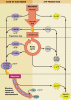 electron transport.GIF