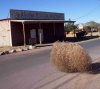 tumbleweed1.jpg