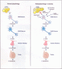 Kisspeptin-&-Obesity.gif