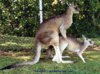 mating-kangaroos-1.jpg