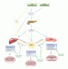 Obesity-induced-insulin-res.gif